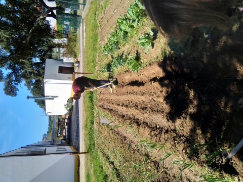 Preparação do terreno para alfaces